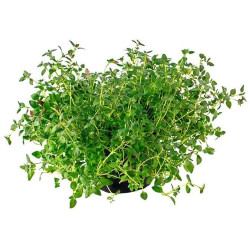 *PRODUIT BLOQUE* THYM POTX6